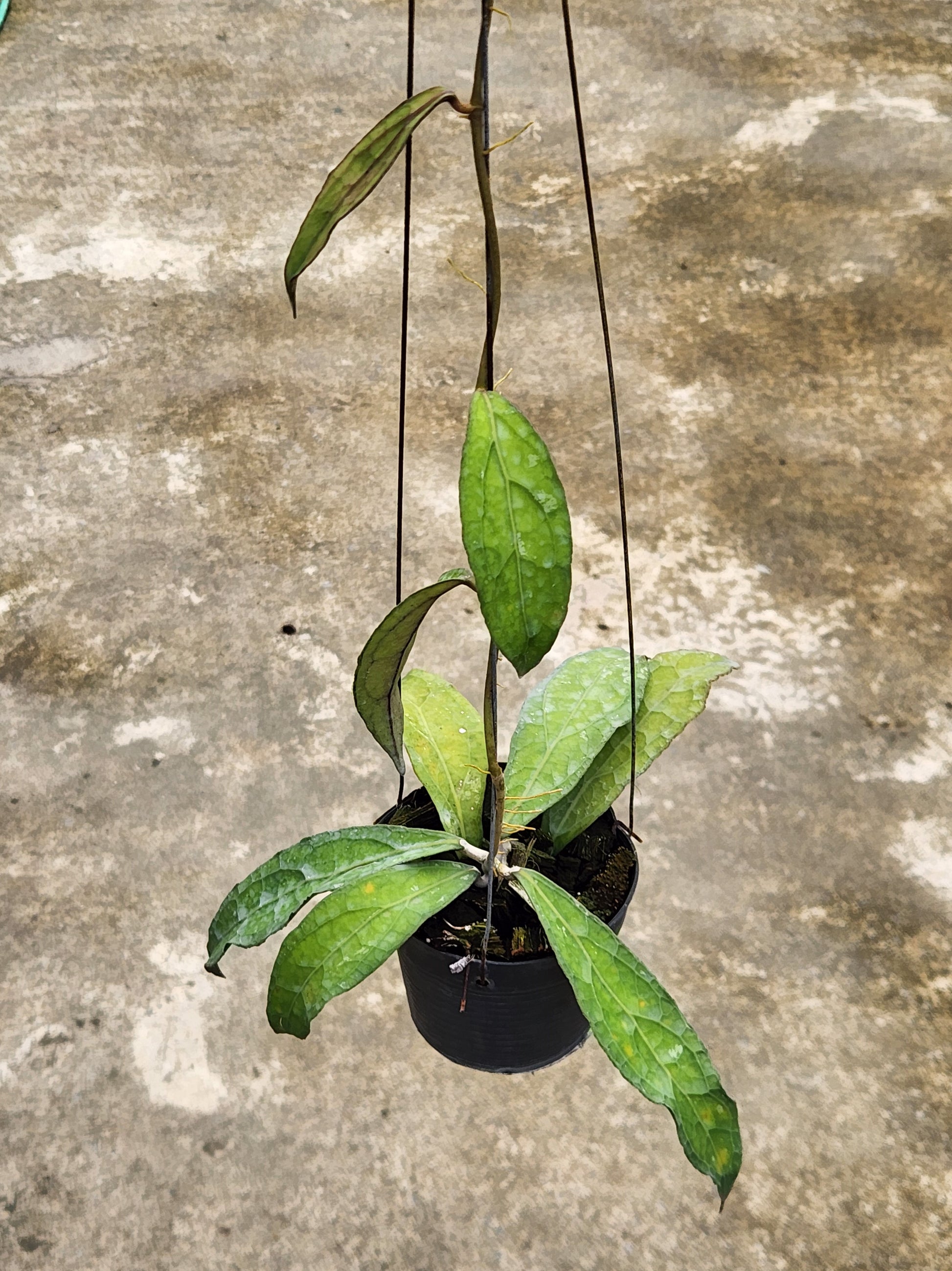 Alt text: Hoya Clemensorium Short Leaf plant in a pot, showcasing its distinctive short leaves and compact size.