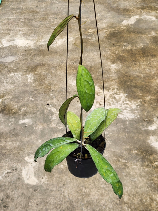 Alt text: Hoya Clemensorium Short Leaf plant in a pot, showcasing its distinctive short leaves and compact size.