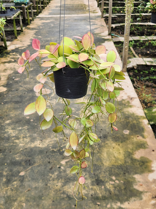 Hoya Collina in a black pot, showcasing its unique variegated foliage, perfect for plant enthusiasts seeking rare aroids.