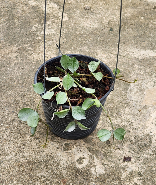 A potted Hoya Curtsii Silver plant with small, heart-shaped leaves.