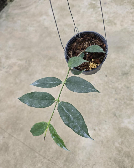 Hoya Danumensis sp. Amarii in a pot, featuring lush leaves prominently displayed, ideal for collectors of rare, variegated aroids.