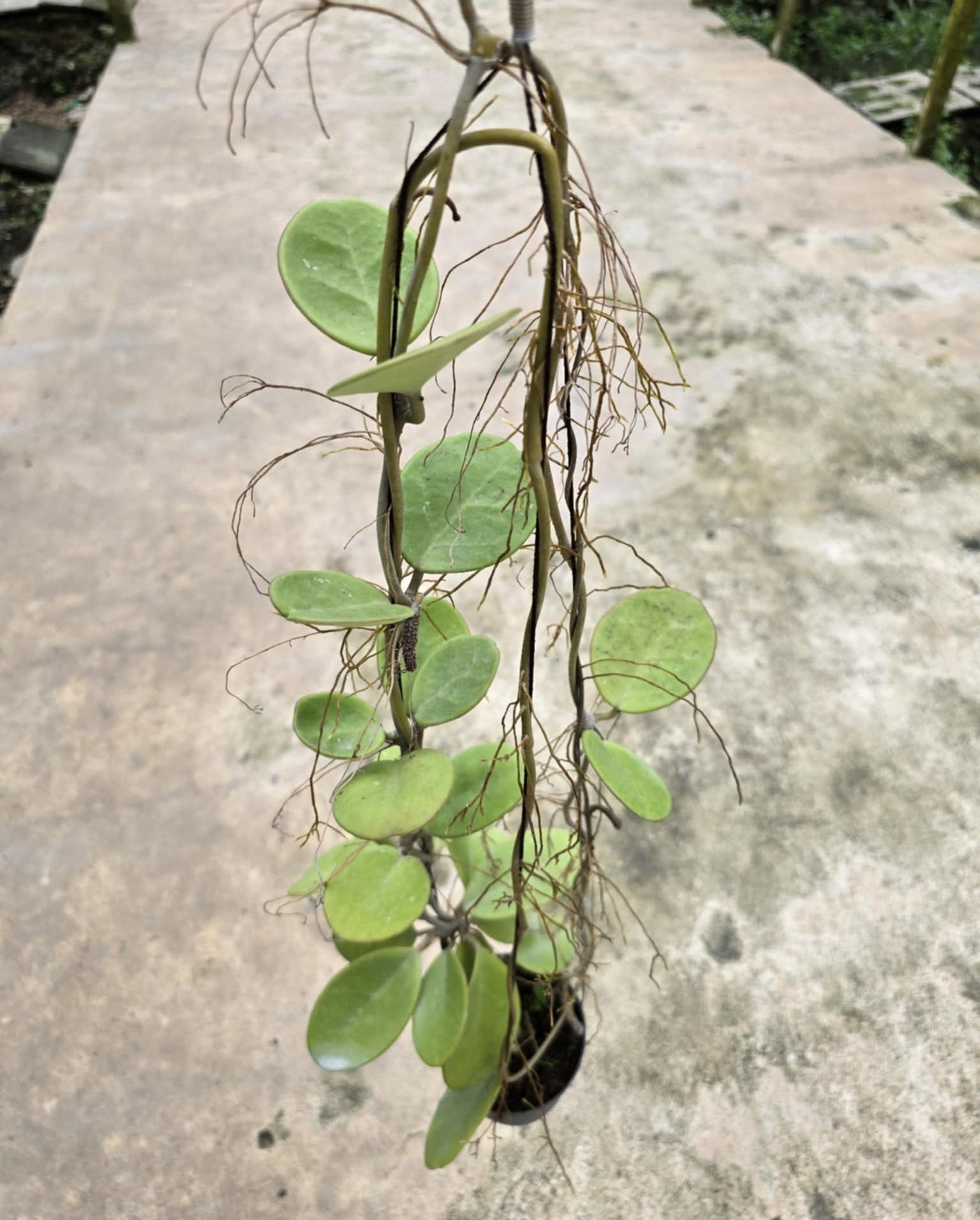 Hoya David's Green Cup with long leaves and stems, showcasing its detailed leaf structure, ideal for rare variegated aroid enthusiasts.