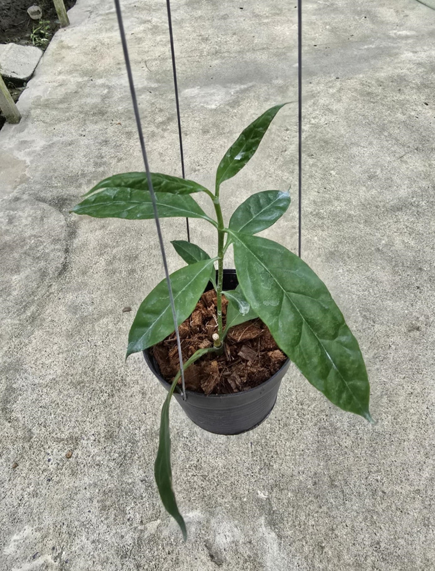Hoya Decipulae plant in a decorative pot, showcasing its lush, variegated foliage. Ideal for collectors seeking rare houseplants.