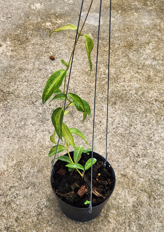 Alt text: Variegated Hoya Denisii Frida in a pot, showcasing close-up leaves and plant stems, representing the size plant you can expect to receive.