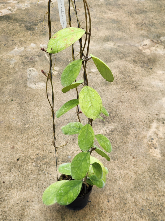 Hoya Deykeae x Chicken Farm plant displayed on a concrete surface, showcasing detailed close-ups of its leaves and growth pattern.