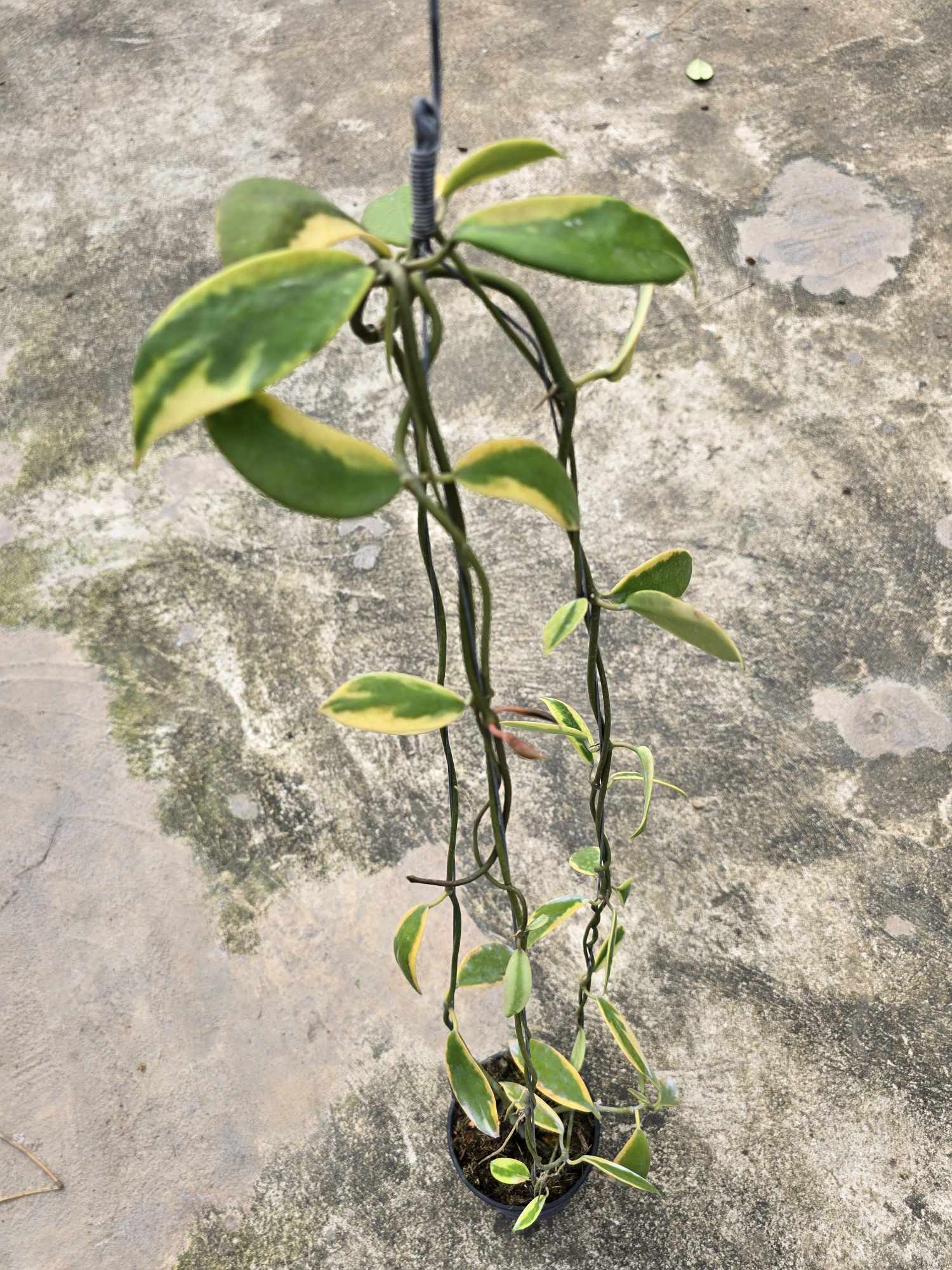Close-up of a Hoya Diversifolia Albomarginata Yellow plant with green and yellow leaves in a pot, showcasing its vibrant foliage and healthy growth.