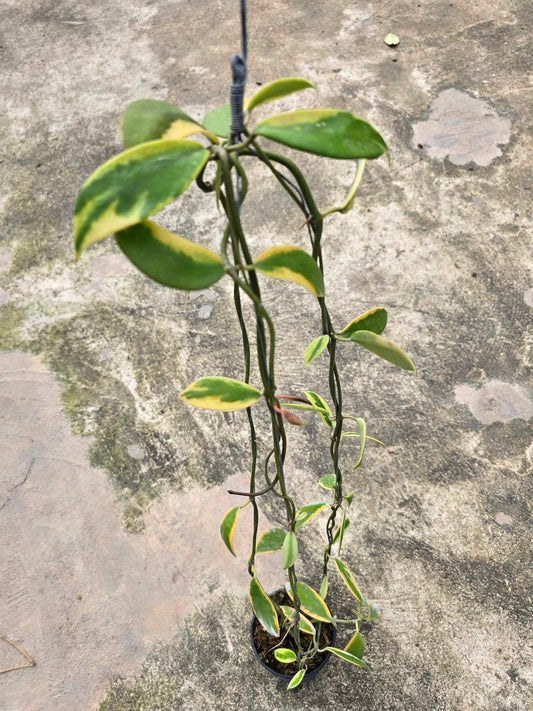 Close-up of a Hoya Diversifolia Albomarginata Yellow plant with green and yellow leaves in a pot, showcasing its vibrant foliage and healthy growth.