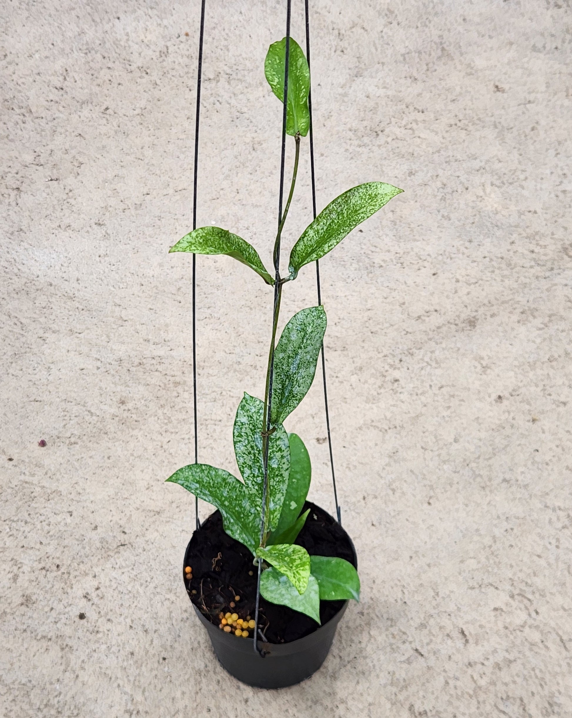 Alt text: Hoya Erythina Splash, a houseplant in a pot with lush green leaves, shown as a representative example of the plant size available.