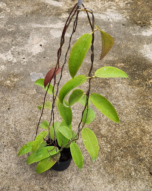 Hoya Fauziana sp. Angulata in a pot featuring green leaves with a close-up view, highlighting the plant's detailed foliage and structure.