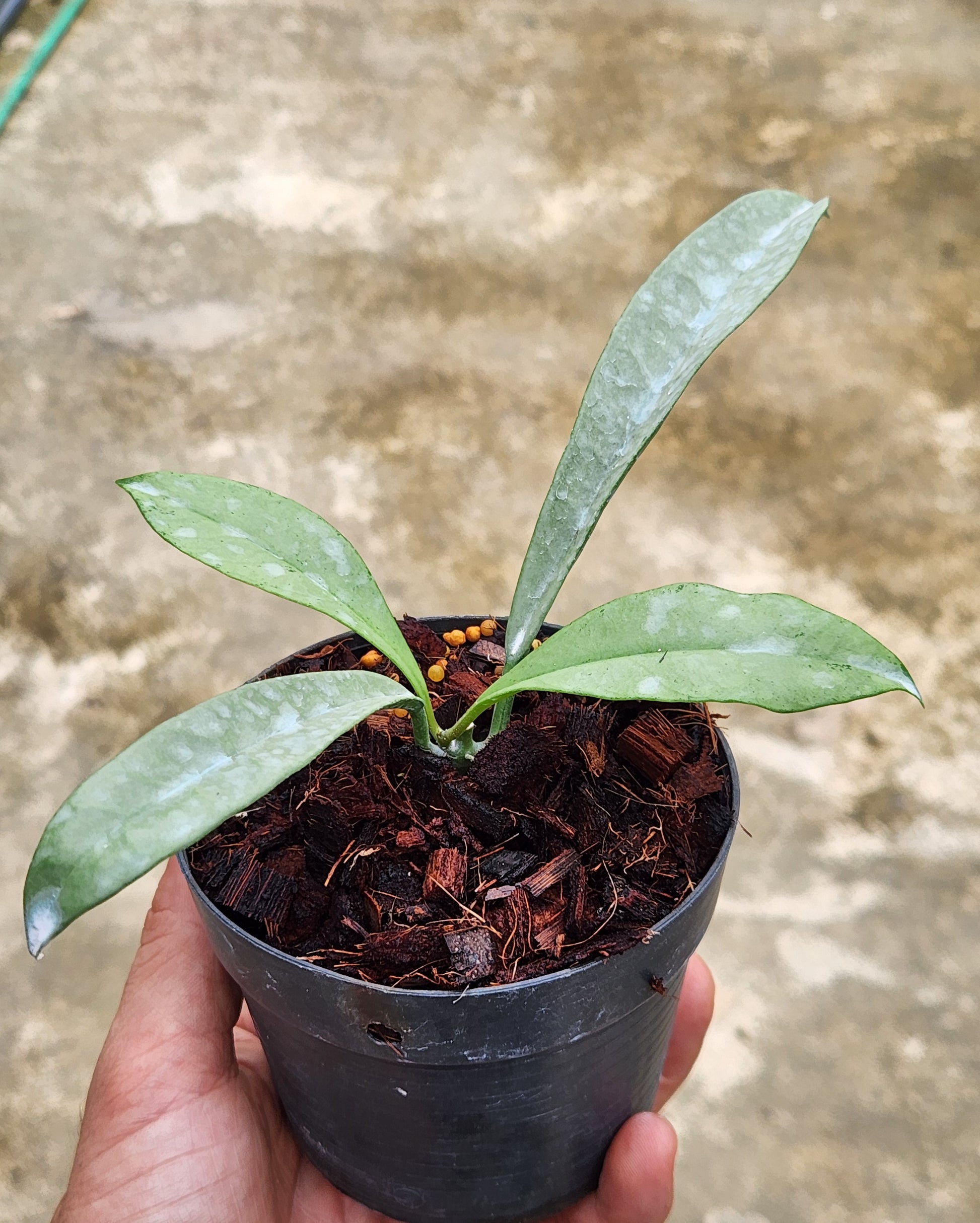 A hand holding a potted Hoya Griffithii Silver plant with vibrant leaves, showcasing the typical size of the plant you will receive.