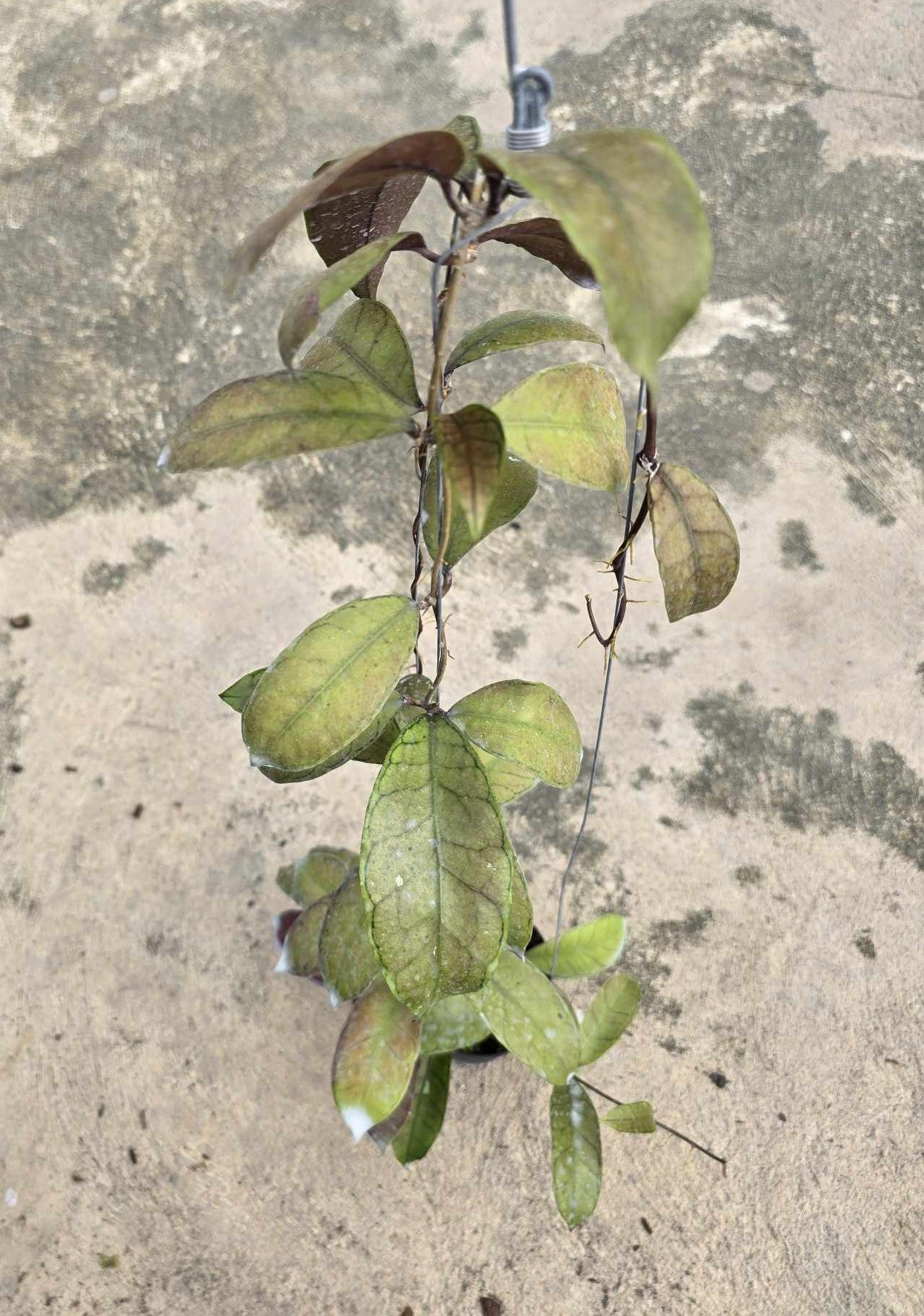 Alt text: Close-up of Hoya Gunung Gading plant with green leaves, showcasing leaf details and overall plant structure.