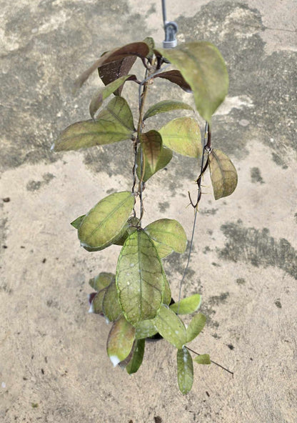 Alt text: Close-up of Hoya Gunung Gading plant with green leaves, showcasing leaf details and overall plant structure.