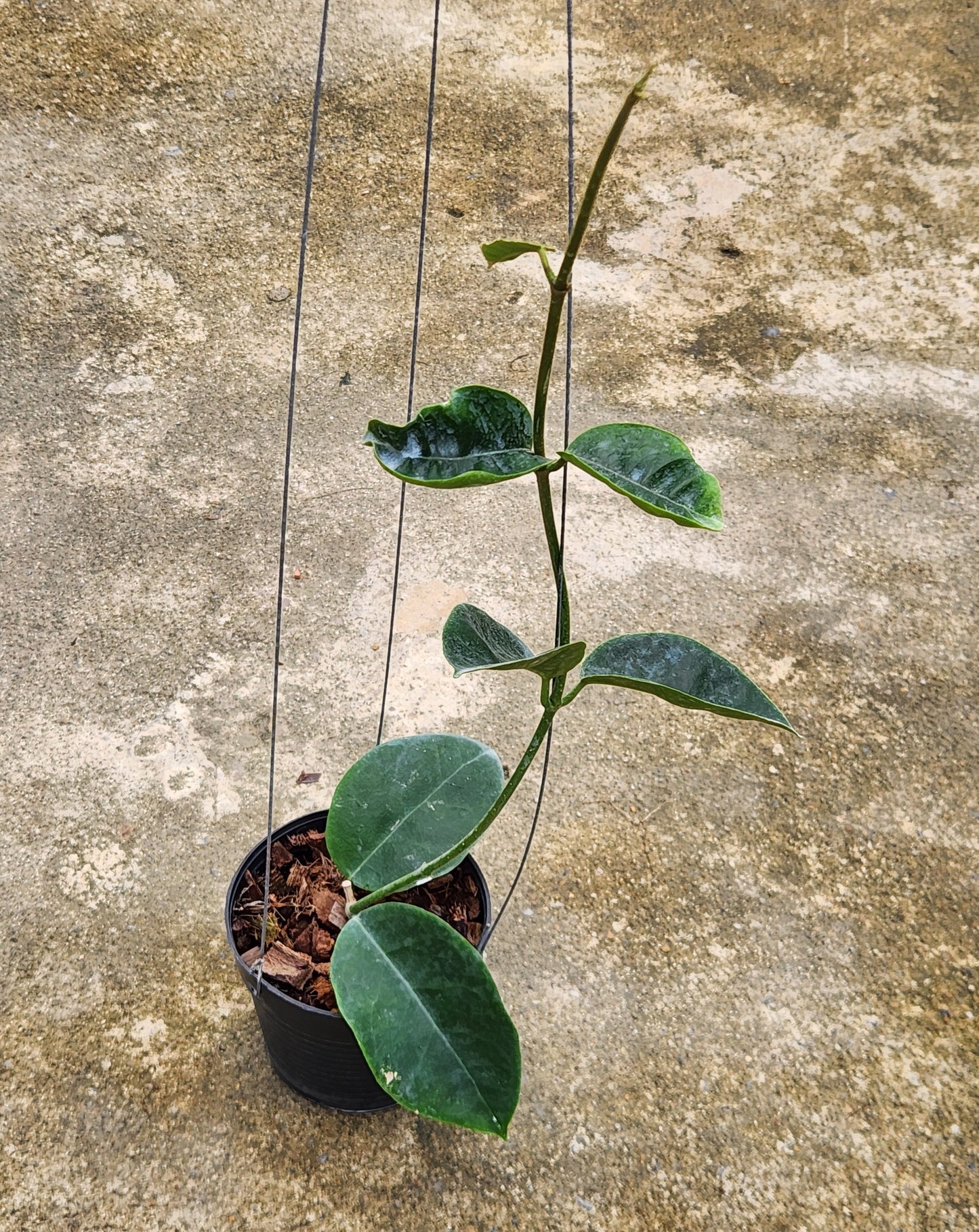 Alt text: Hoya Hamiltoniorum plant in a pot, showcasing its lush, close-up leaves and overall healthy appearance.