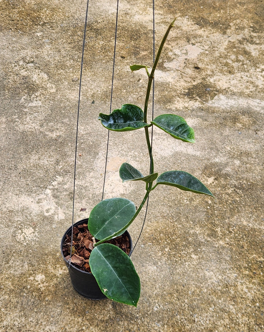 Alt text: Hoya Hamiltoniorum plant in a pot, showcasing its lush, close-up leaves and overall healthy appearance.