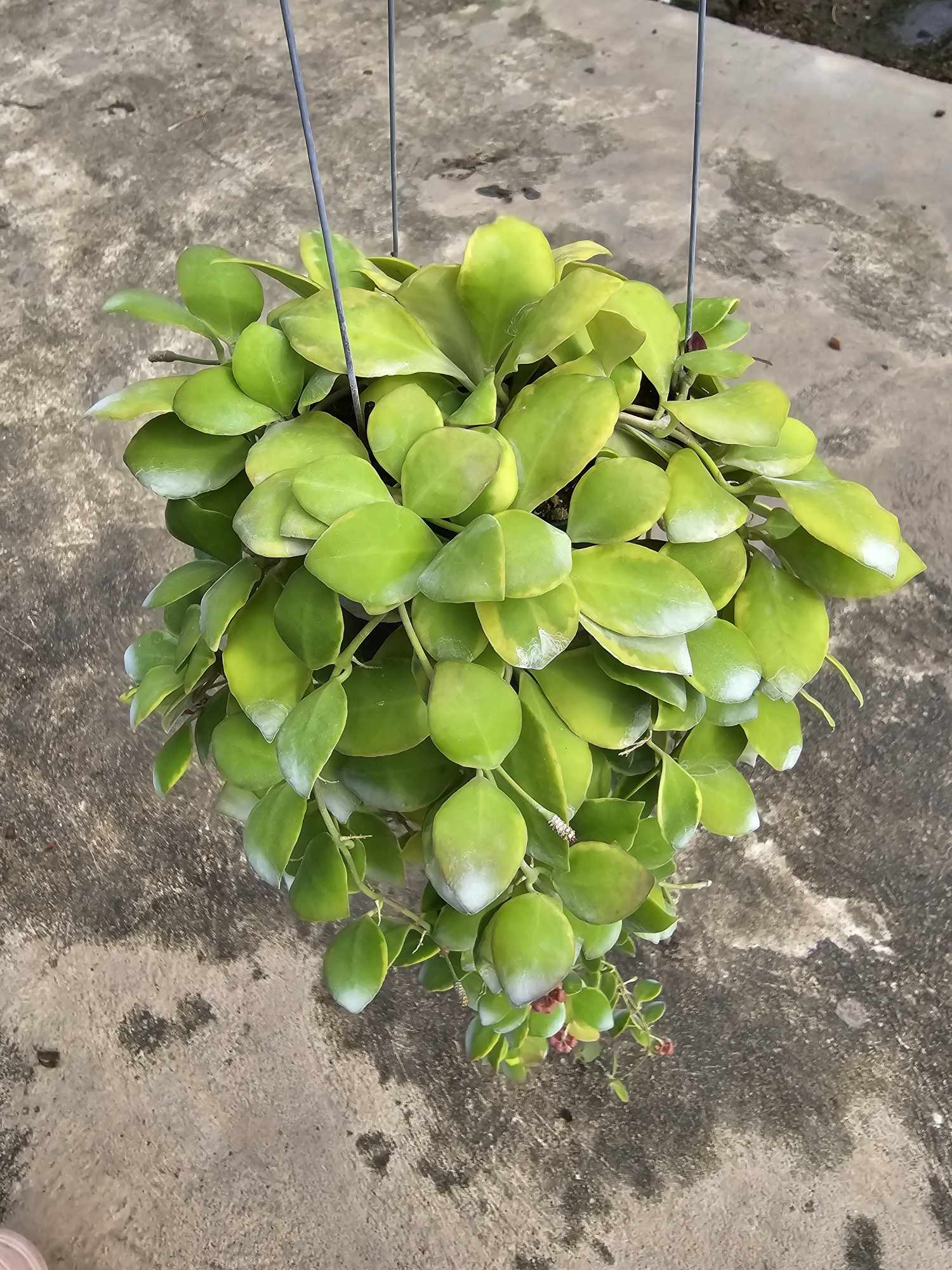 Hoya Heuschkeliana Albomarginata plant with close-up views of green leaves and fruit, showcasing its detailed foliage and growth pattern.