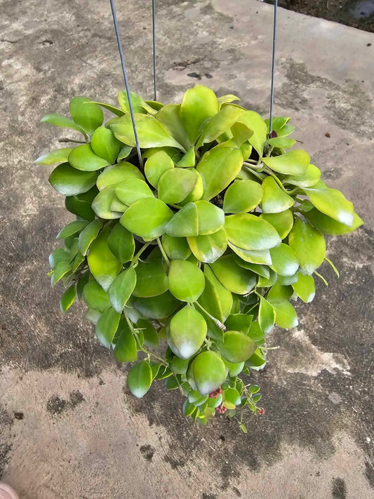Hoya Heuschkeliana Albomarginata plant with close-up views of green leaves and fruit, showcasing its detailed foliage and growth pattern.