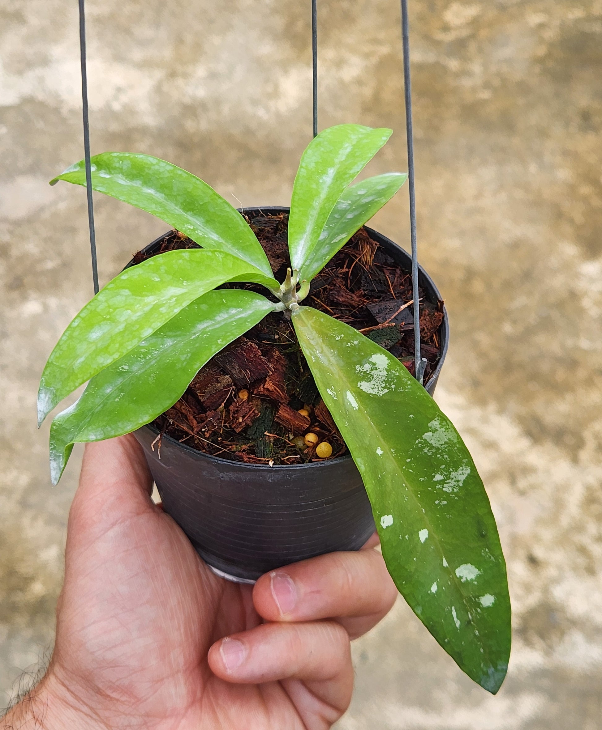 Alt text: A hand holding a potted Hoya Kaikoena plant with lush green leaves.