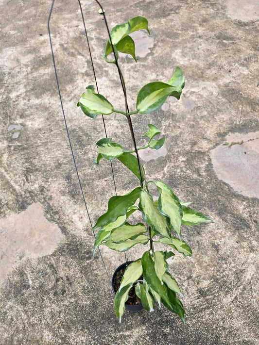 Alt text: Hoya Kenejiana Variegated plant in a pot, showcasing close-up views of its green and white leaves.