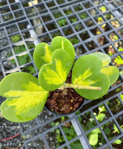 Alt text: Hoya Kerii Variegated in a pot, showcasing its heart-shaped green leaves with variegated patterns.