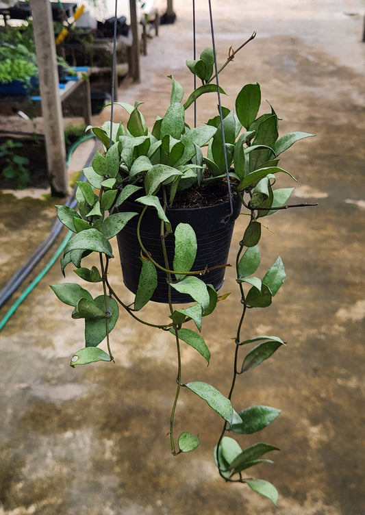Alt text: Hoya Lacunosa Silver in a pot, showing close-up views of its leaves and overall plant structure.