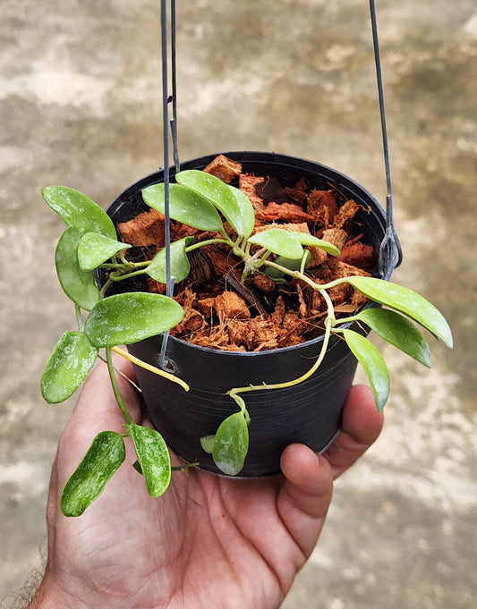 A hand holding a potted Hoya Lima Splash plant, showcasing its lush foliage and compact size.