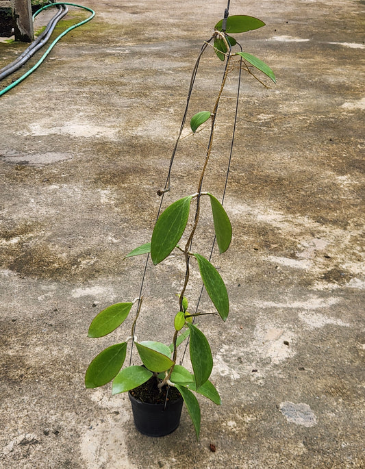 Alt text: Hoya MB-1497 plant in a pot showcasing close-up views of its leaves.