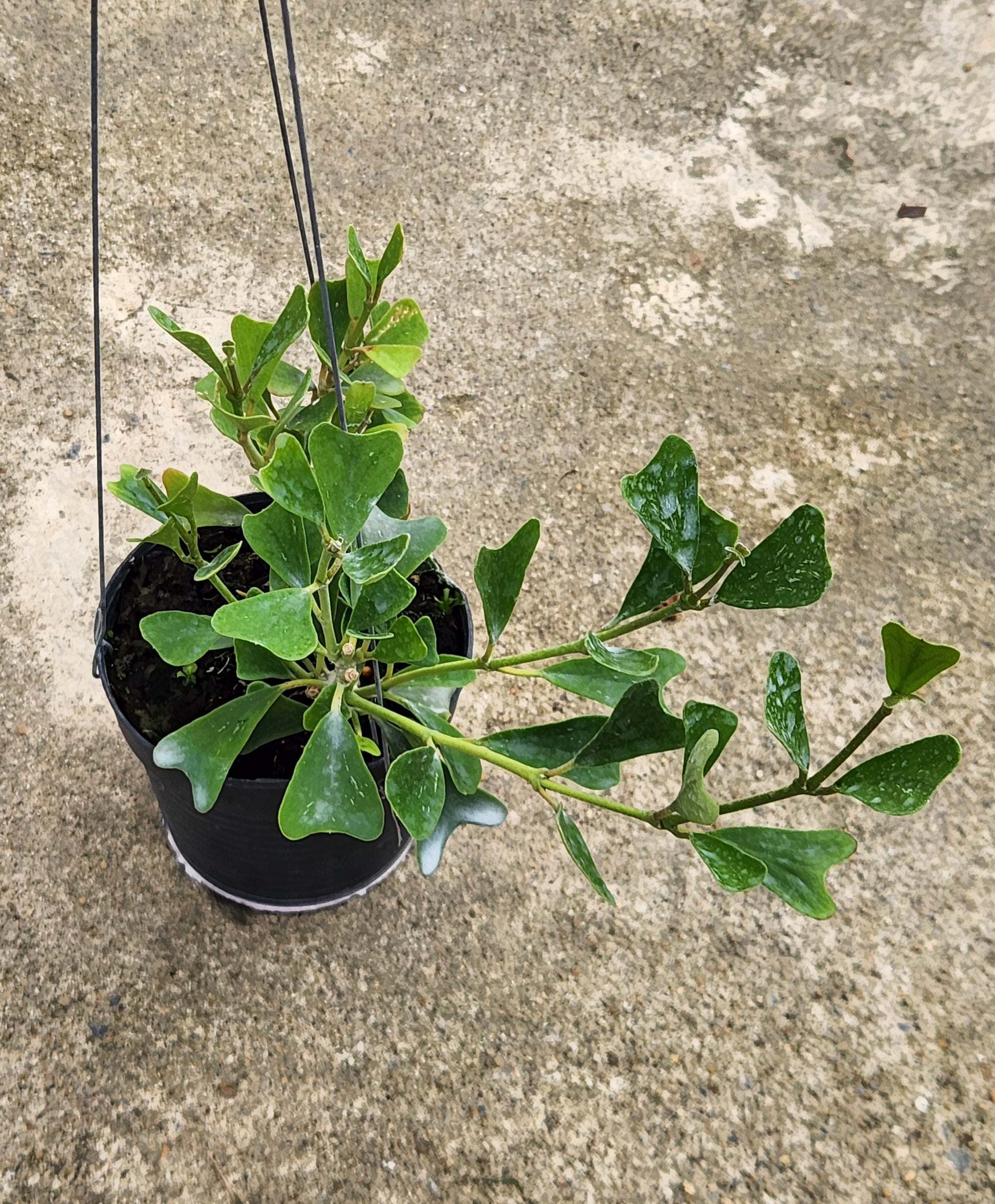 Alt text: Hoya Manipurensis plant in a pot, showcasing close-up views of its leaves and overall structure.