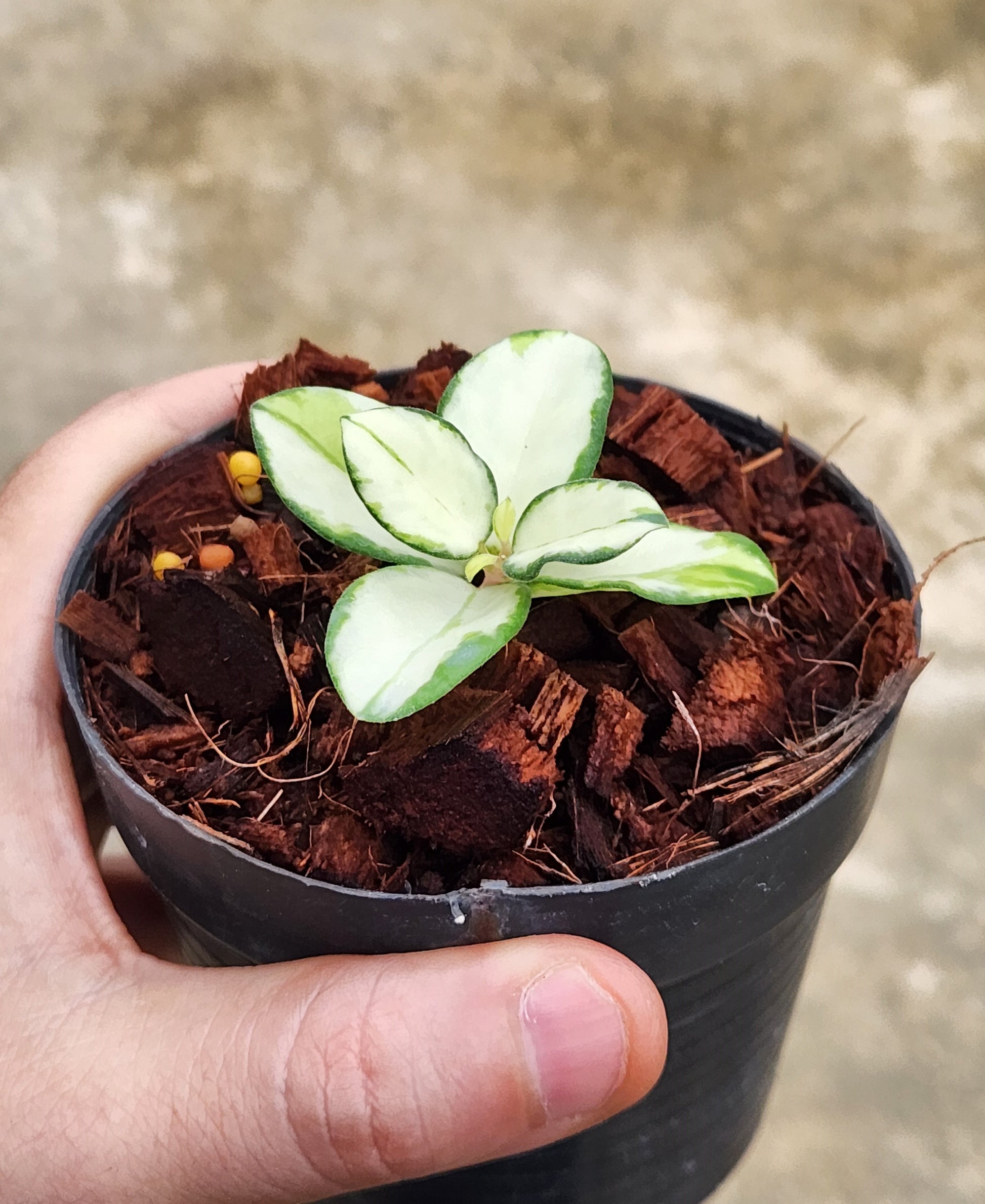 A hand holding a potted Hoya Mathilde Variegated, showcasing its green and white leaves.