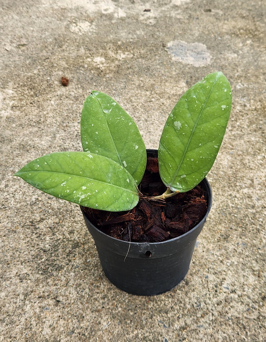 A Hoya Meredithii (Indonesia) in a pot with close-up views of its green leaves, showcasing its healthy, vibrant foliage.