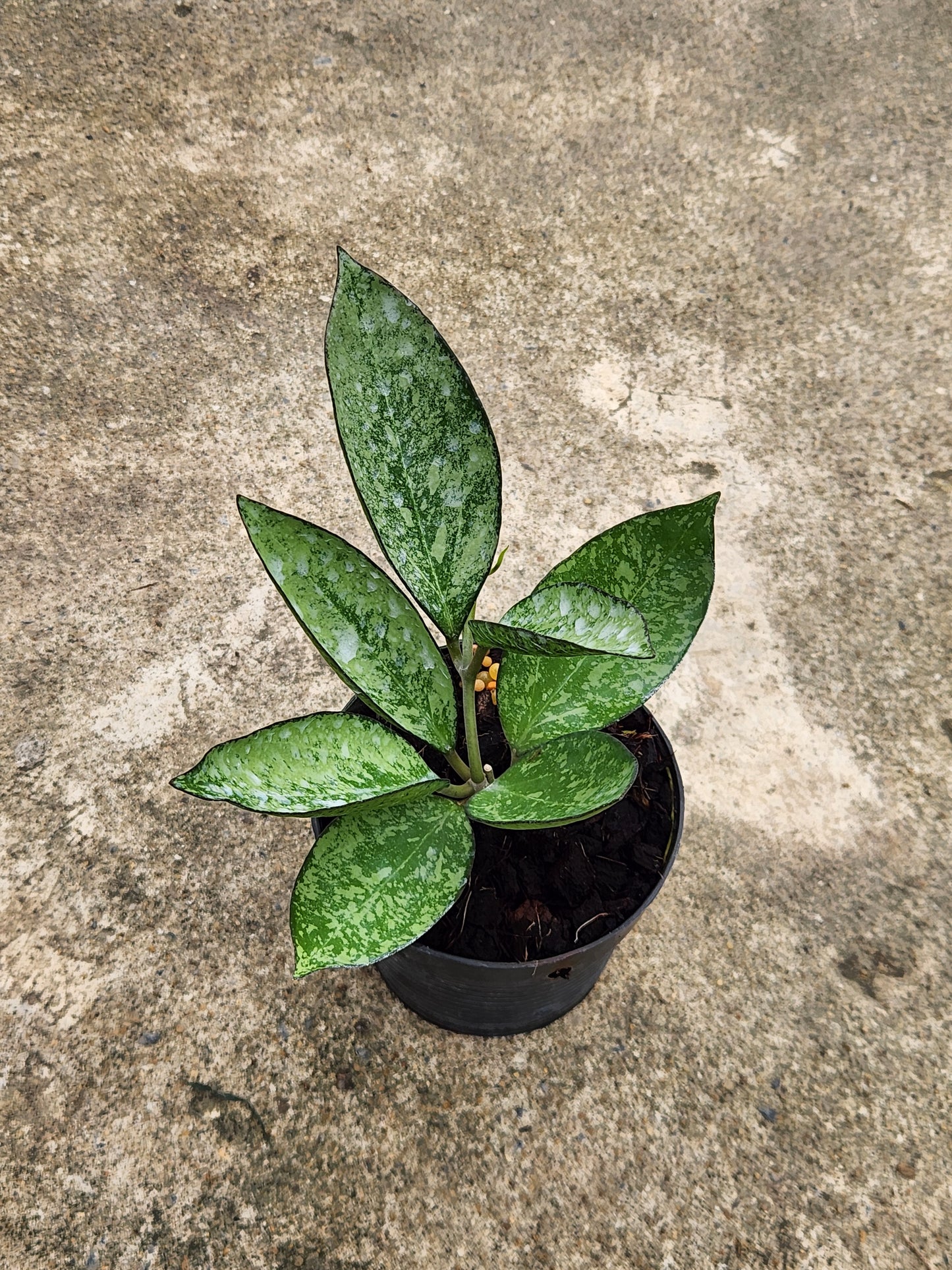 Potted Hoya Patcharawalai 023 with lush green leaves, placed on the ground.