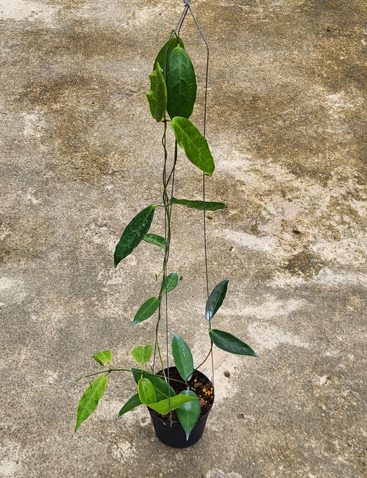 Alt text: Hoya Piestolepsis in a pot, showcasing lush green leaves and healthy growth.