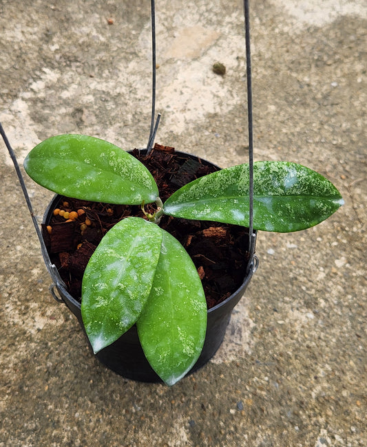 Alt text: Hoya Polypus plant in a pot with close-up details of its leaves and structure.