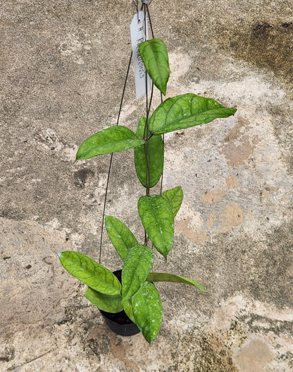Hoya Ranuensis plant in a pot with vibrant green leaves, showcasing its lush foliage and healthy growth.