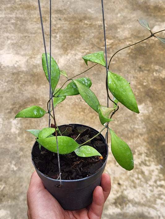 A hand holding a potted Hoya Revoluta Splash plant, showcasing its vibrant leaves and healthy growth.