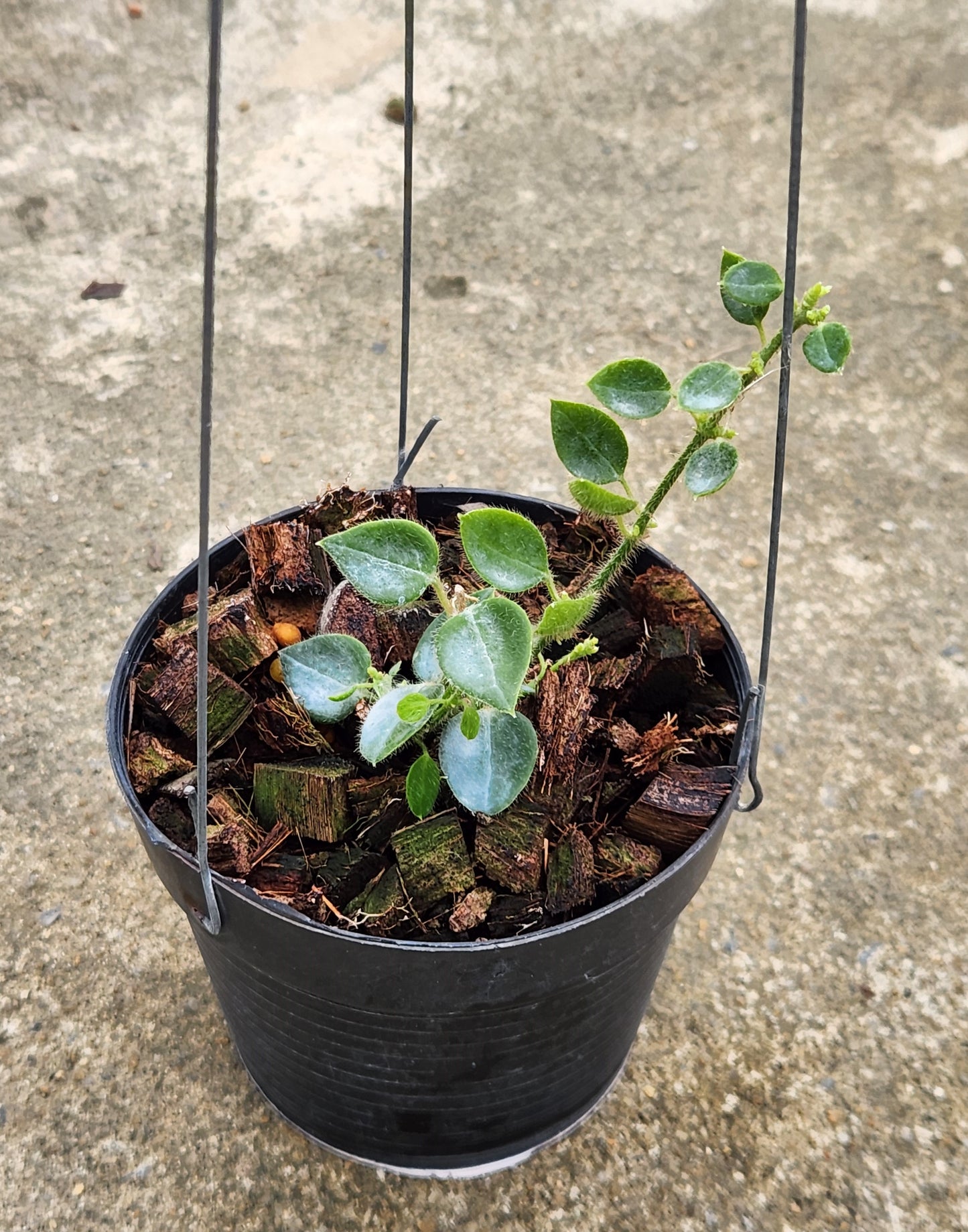 Alt text: Hoya sp. Papua plant in a pot, showcasing its lush leaves and vibrant growth, representative of the expected size upon purchase.