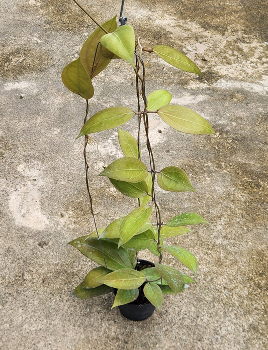 Hoya Tequila Sunrise MB1280 in a pot, featuring close-up views of its green leaves. Representative example of the plant size you will receive.