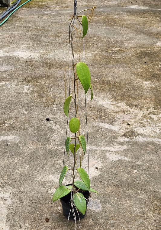 Hoya Thai Nguyen plant in a pot with visible leaves and roots. Close-up details highlight the leaf structure, representing the plant size you can expect.