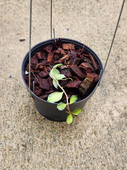 Hoya curtisii variegated in a pot, showcasing trailing vines with small, tear-shaped leaves, ideal for hanging baskets or tabletop decor.
