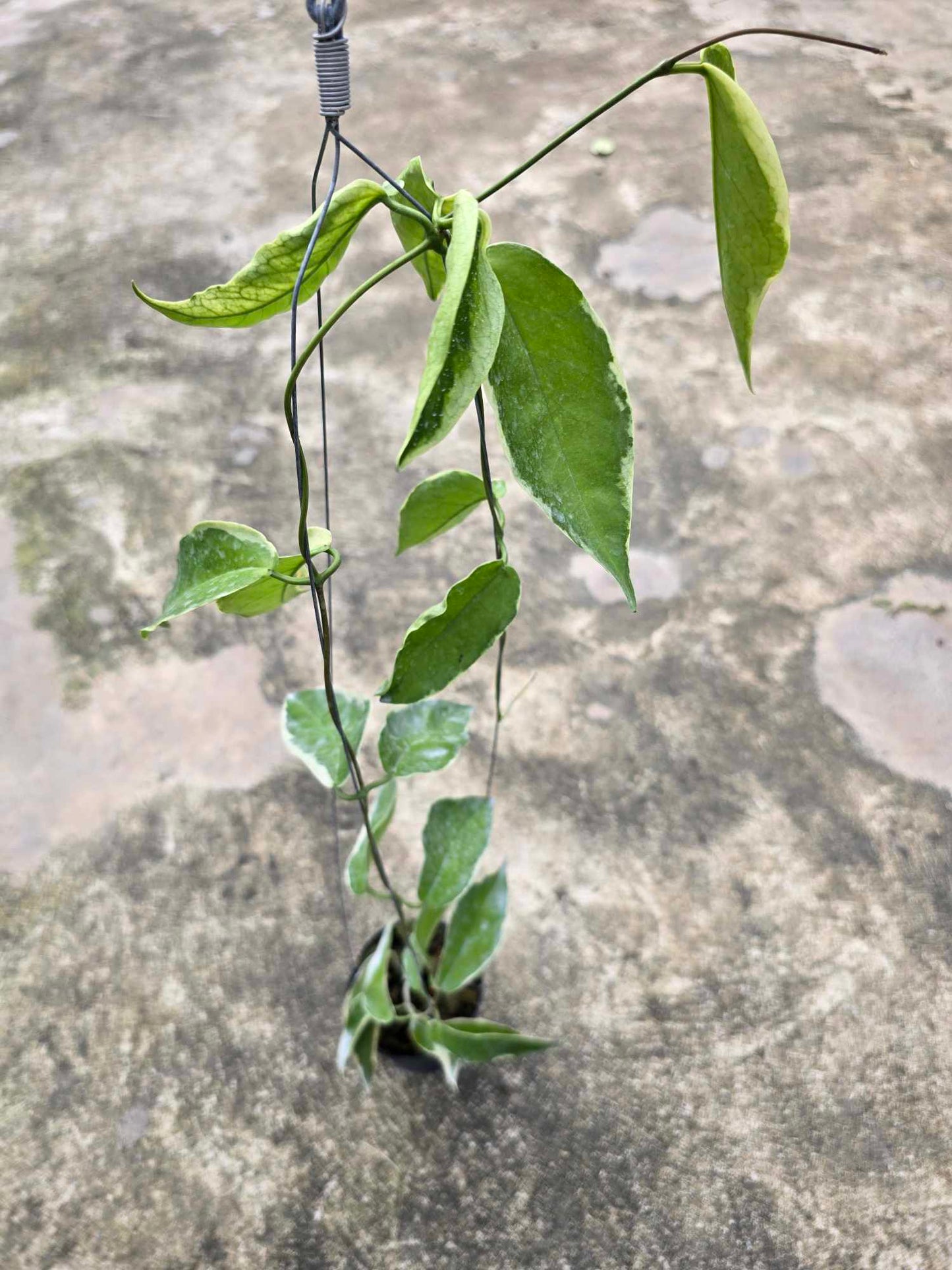 Hoya Kenejiana Albomarginata growing from a concrete surface, showcasing a close-up of its green leaves. Representative example of the plant's size.