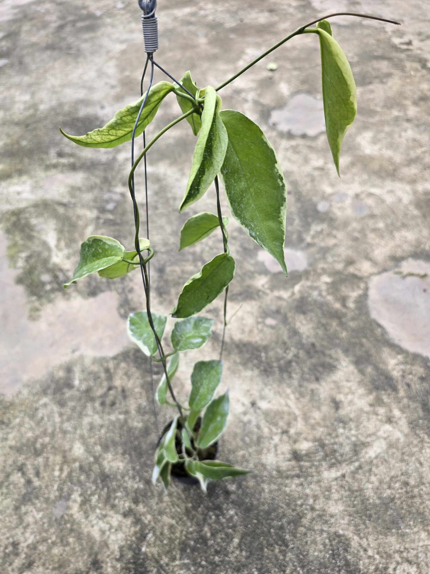 Hoya Kenejiana Albomarginata growing from a concrete surface, showcasing a close-up of its green leaves. Representative example of the plant's size.
