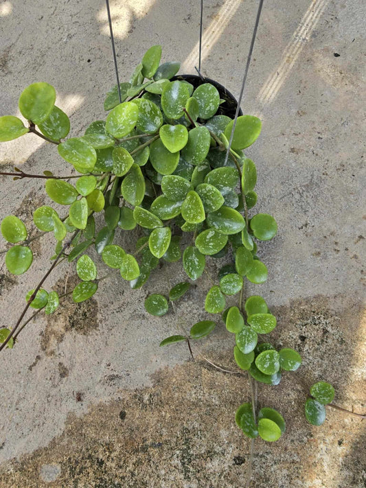Alt text: Hoya Mathilde Splash plant in a pot, featuring lush, heart-shaped leaves.