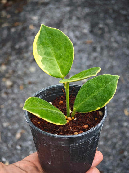 Hoya Australis Albomarginata in a pot, featuring mossy green leaves with lighter margins, held by a hand, showcasing its distinct trailing growth.