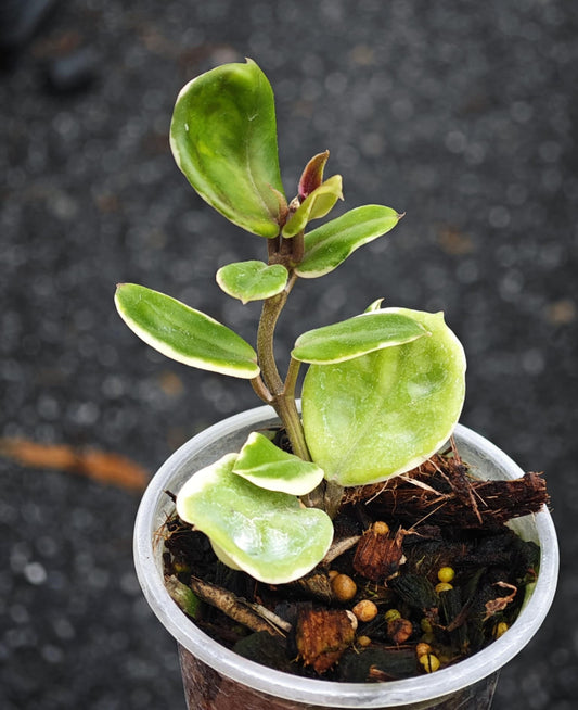 Hoya Carnosa Holliana plant in a pot, showcasing rippled leaves with white variegation, ideal for both indoor and outdoor settings.