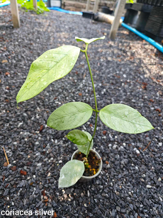 Hoya Coriacea Silver plant in a pot, showcasing its silvery leaves with dark green speckles, ideal for trailing or climbing displays.