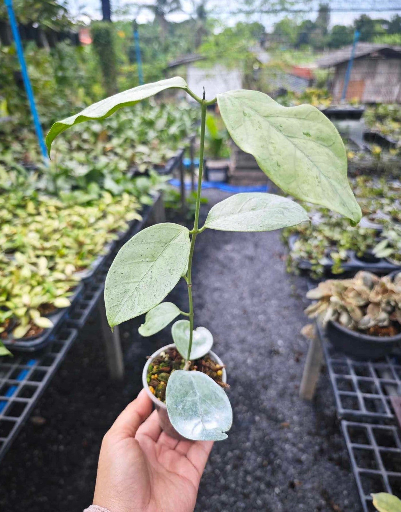 A hand holds a Hoya coriacea silver plant with silvery leaves and dark green speckles, showcasing its trailing growth.