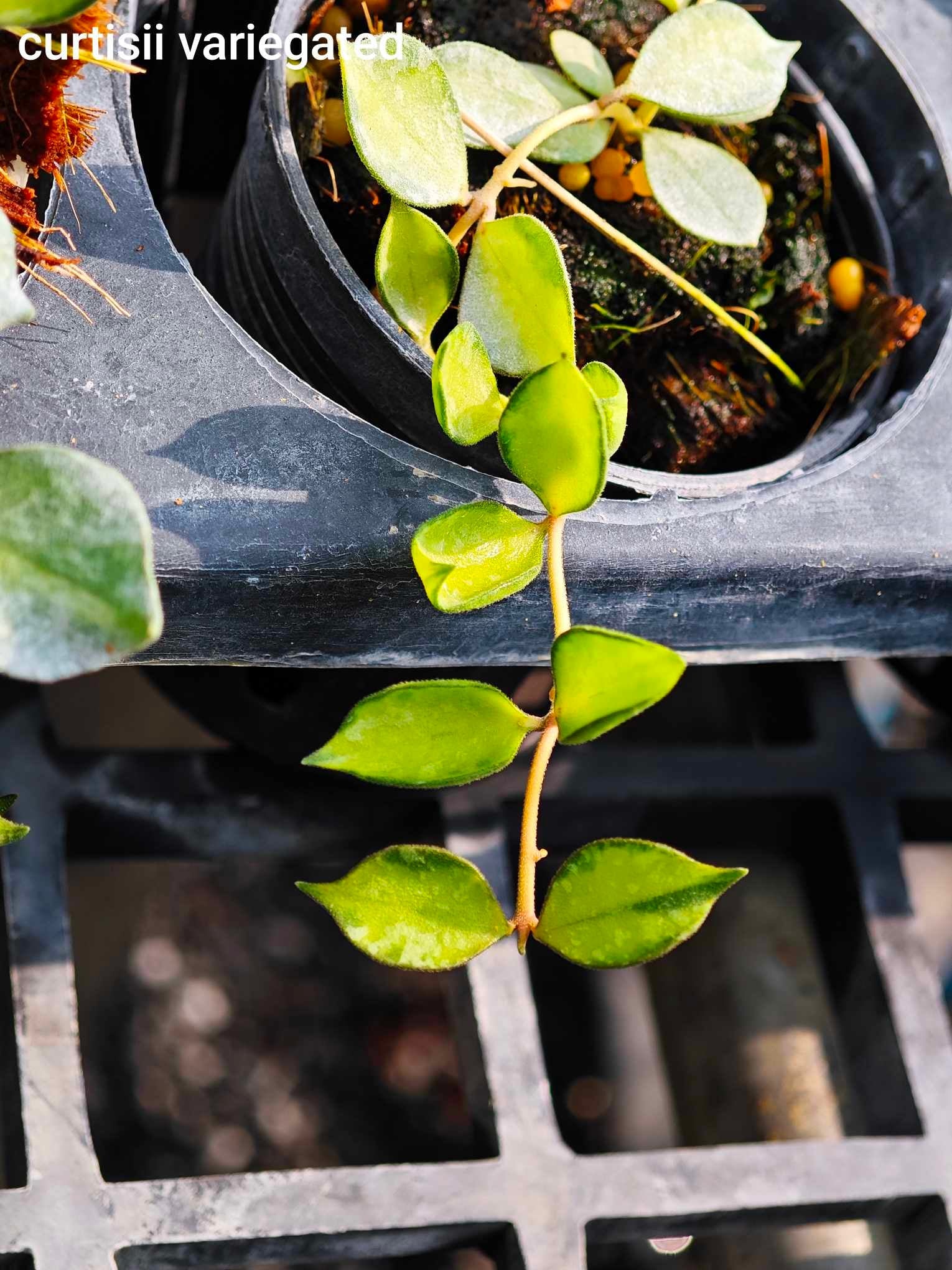 Hoya Curtisii Variegated in a pot, showcasing small, tear-shaped leaves with variegated patterns, ideal for hanging baskets or tabletop displays.