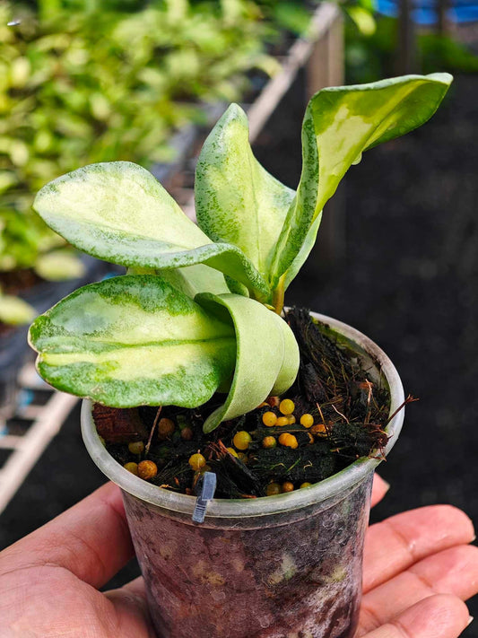Hand holding a potted Hoya Argentea Princess, showcasing lush green leaves, part of a rare, variegated aroid collection.