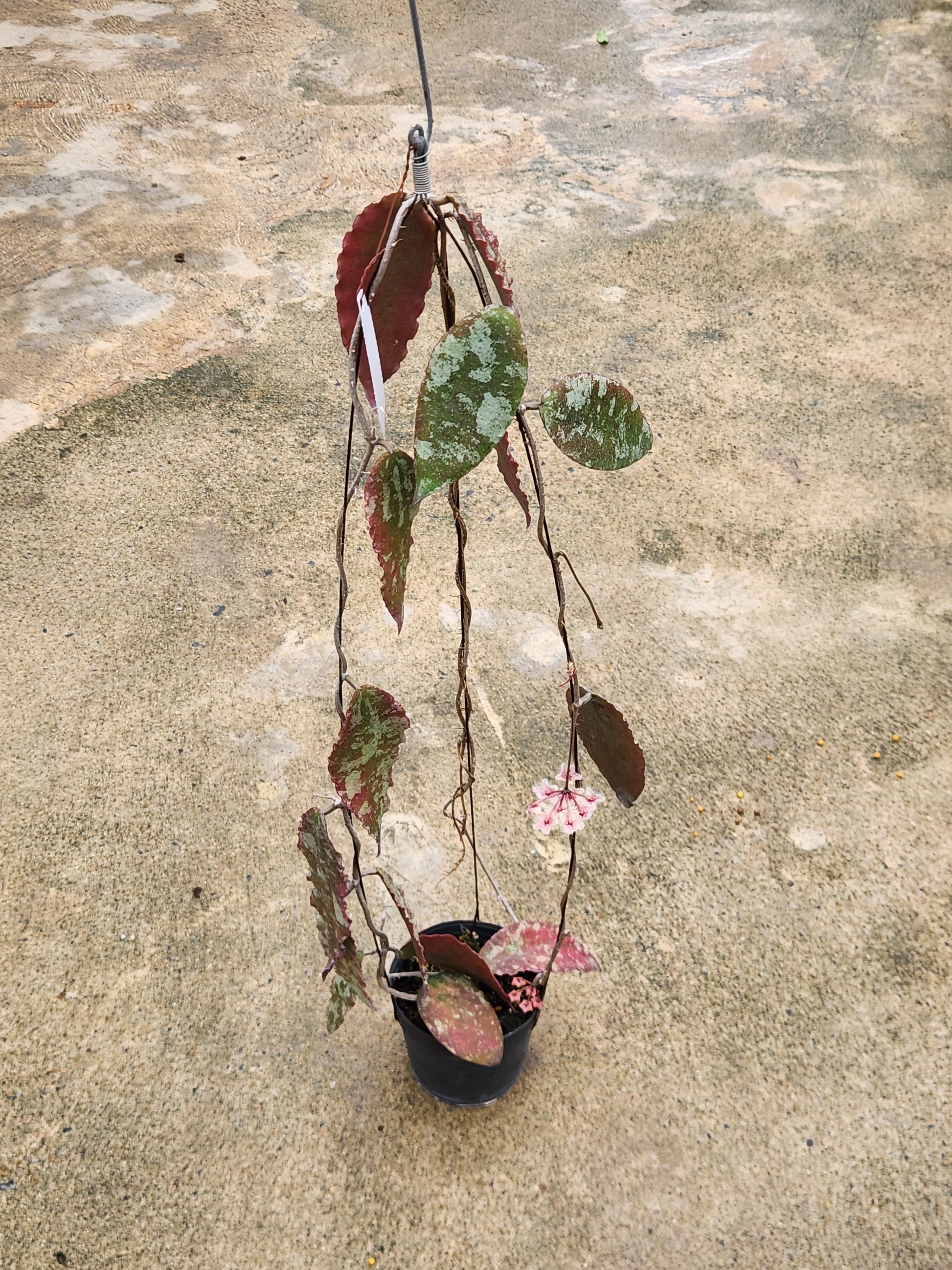 Hoya Caudata Silver and Splash in a pot, featured with its distinctive leaves, part of a rare aroid collection.