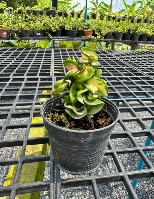 Hoya Compacta Variegated plant in a decorative pot, showcasing its unique twisting vines and lush foliage, ideal for rare houseplant collections.