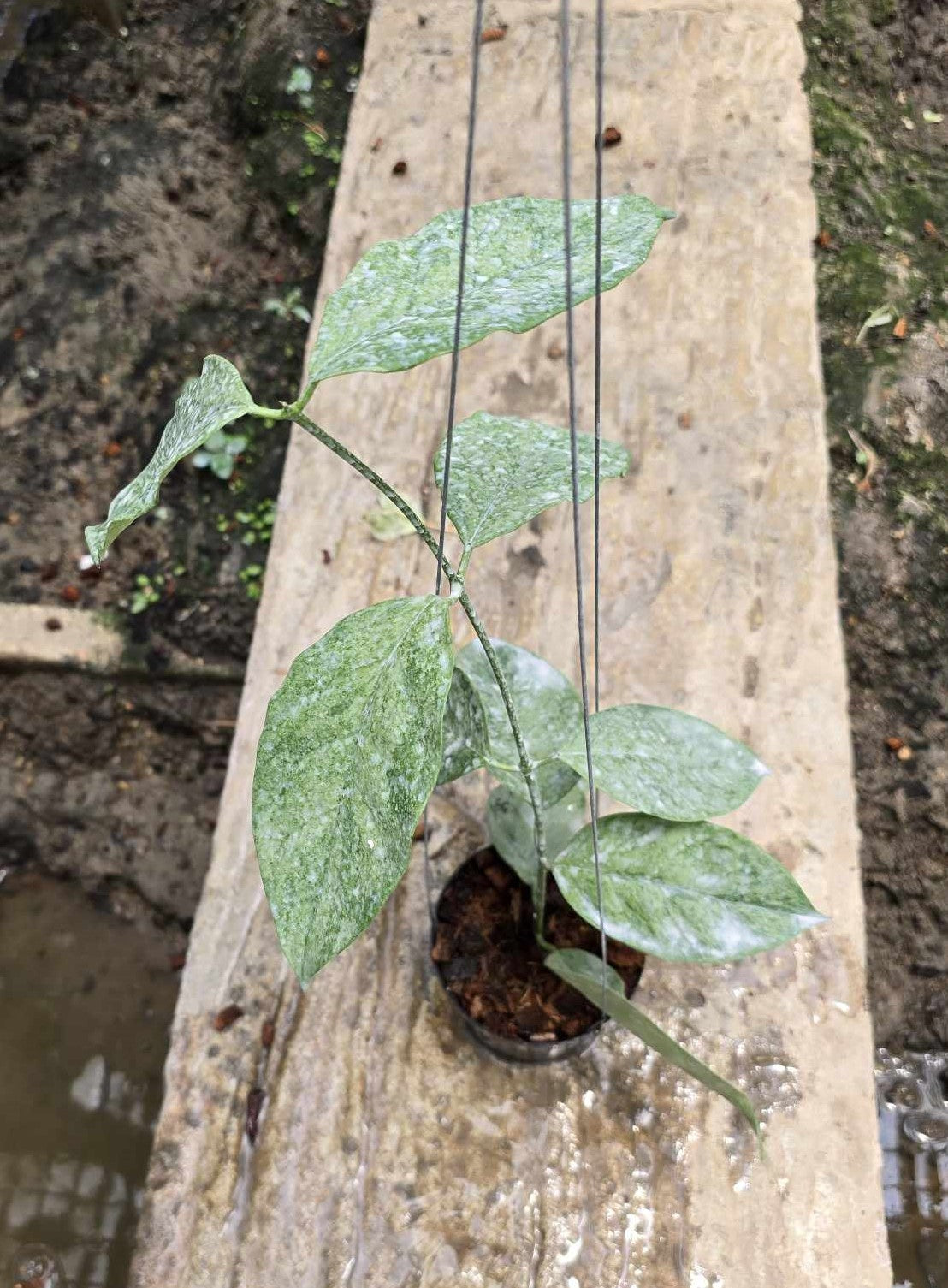 Alt text: Hoya Coricea Silver plant in a pot with close-up views of its textured, green leaves.